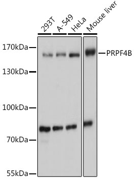 PRPF4B Polyclonal Antibody (E-AB-90959)