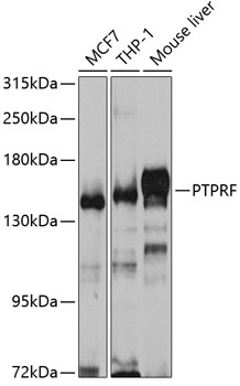 PTPRF Polyclonal Antibody (E-AB-92649)