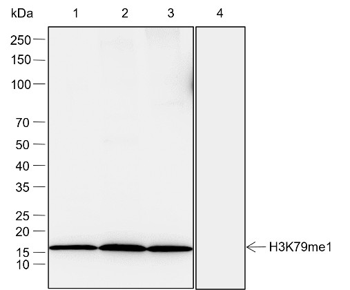 Recombinant Histone H3 (Mono Methyl Lys79) Monoclonal Antibody (AN302072L)