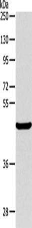 ALKBH1 Polyclonal Antibody (E-AB-10699)