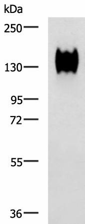 CEACAM1 Polyclonal Antibody (E-AB-19308)