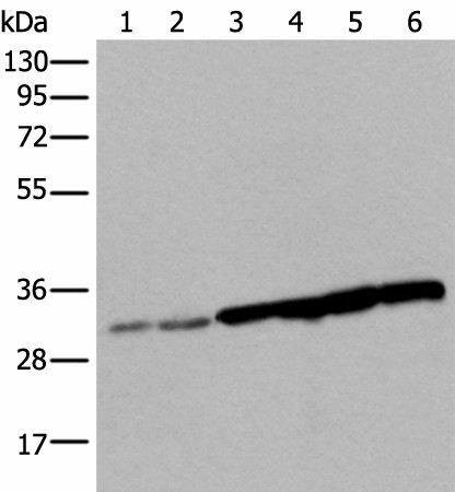 SNRPA Polyclonal Antibody (E-AB-18495)