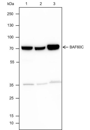 Recombinant BAF60C Monoclonal Antibody (AN301723L)