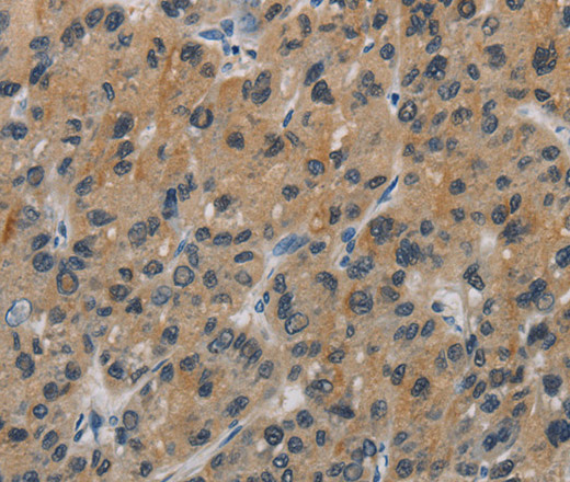 CASP9 Polyclonal Antibody (E-AB-10054)