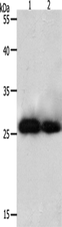 PRDX3 Polyclonal Antibody (E-AB-12628)