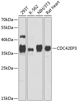 CDC42EP3 Polyclonal Antibody (E-AB-62353)