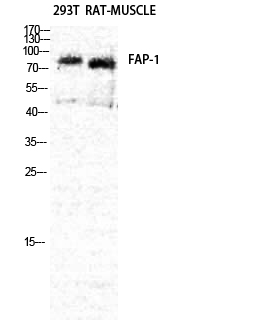 FAP Polyclonal Antibody (E-AB-32870)