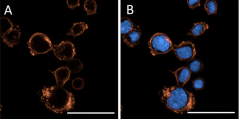 Purified anti-CD340 (ErbB2/HER-2) Antibody (616151)