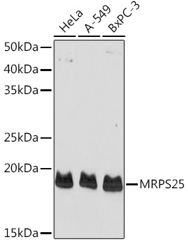 MRPS25 Polyclonal Antibody (E-AB-92935)