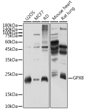 GPX8 Polyclonal Antibody (E-AB-92236)