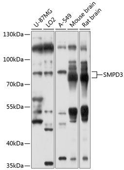 SMPD3 Polyclonal Antibody (E-AB-90102)