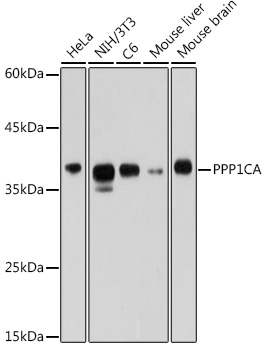 PPP1CA Polyclonal Antibody (E-AB-92438)