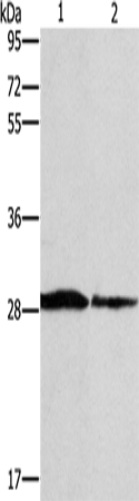 SPR Polyclonal Antibody (E-AB-13034)