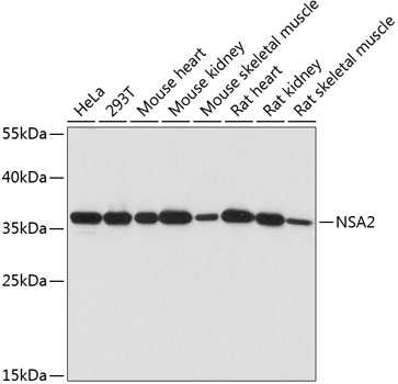 NSA2 Polyclonal Antibody (E-AB-65011)