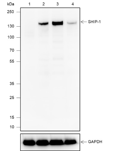Recombinant SHIP-1 Monoclonal Antibody (AN301886L)