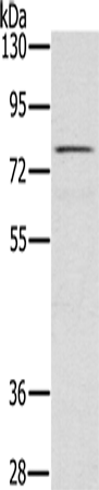 TAB3 Polyclonal Antibody (E-AB-15187)