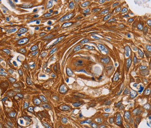 GRIN1 Polyclonal Antibody (E-AB-12599)