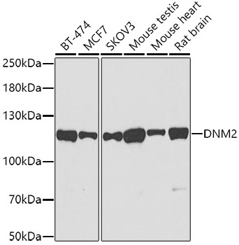 DNM2 Polyclonal Antibody (E-AB-65692)