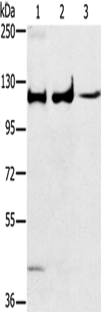 ERK 5 Polyclonal Antibody (E-AB-14064)