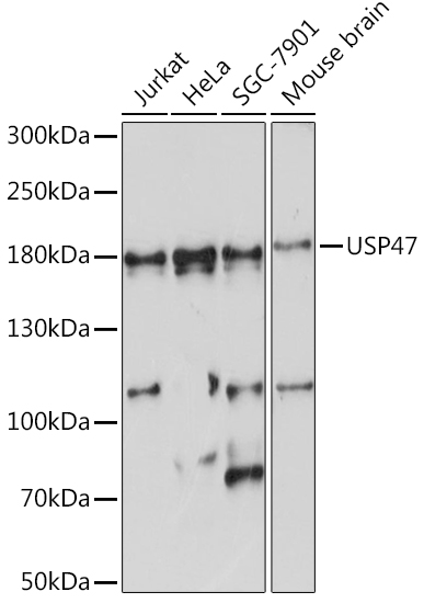 USP47 Polyclonal Antibody (E-AB-91163)