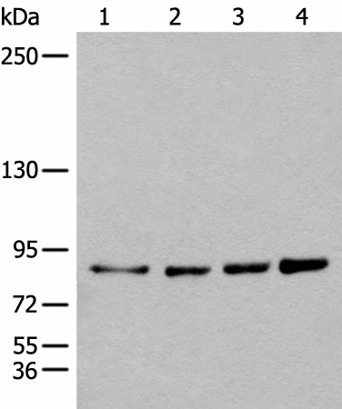 PIBF1 Polyclonal Antibody (E-AB-17742)