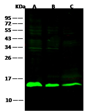 Recombinant Galectin-1/LGALS1 Monoclonal Antibody (AN300313P)