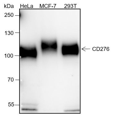 Recombinant B7-H3/CD276 Monoclonal Antibody (AN301442L)