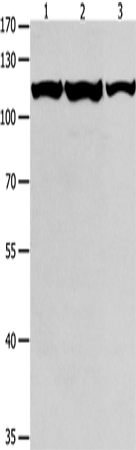 MCM3 Polyclonal Antibody (E-AB-14214)