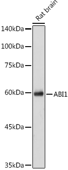 ABI1 Polyclonal Antibody (E-AB-91422)