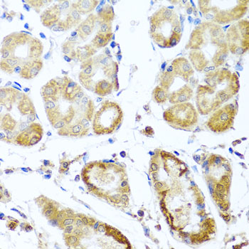 PER1 Polyclonal Antibody (E-AB-62160)