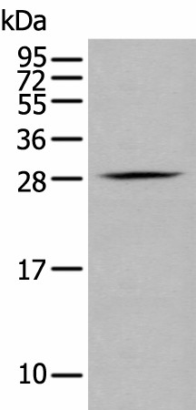 GZMM Polyclonal Antibody (E-AB-53442)