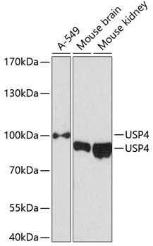 USP4 Polyclonal Antibody (E-AB-92411)