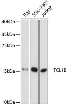 TCL1B Polyclonal Antibody (E-AB-64339)