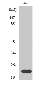N/H/K-Ras Polyclonal Antibody (E-AB-32152)
