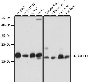 NDUFB11 Polyclonal Antibody (E-AB-66501)