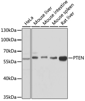 PTEN Polyclonal Antibody (E-AB-63495)