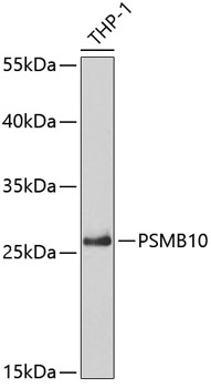 PSMB10 Polyclonal Antibody (E-AB-61800)