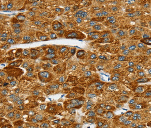 SPARCL1 Polyclonal Antibody (E-AB-16876)