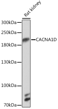 CACNA1D Polyclonal Antibody (E-AB-91631)