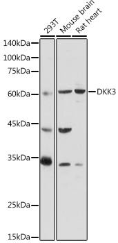 DKK3 Polyclonal Antibody (E-AB-93201)