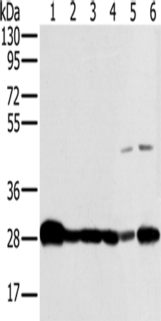 NDUFS3 Polyclonal Antibody (E-AB-11431)