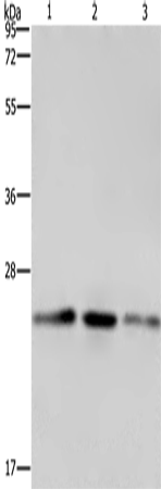 EMC8 Polyclonal Antibody (E-AB-10253)
