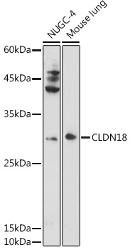 CLDN18 Polyclonal Antibody (E-AB-92863)