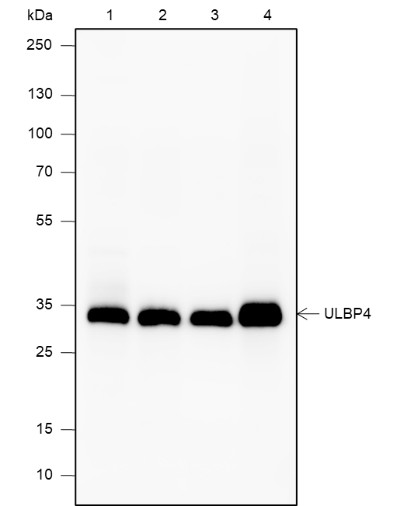 Recombinant RAET1E Monoclonal Antibody (AN301869L)