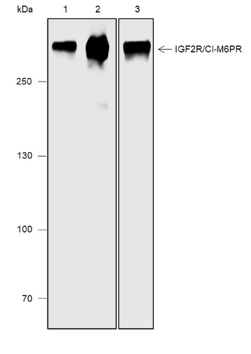 Recombinant IGF2R/CI-M6PR Monoclonal Antibody (AN301859L)