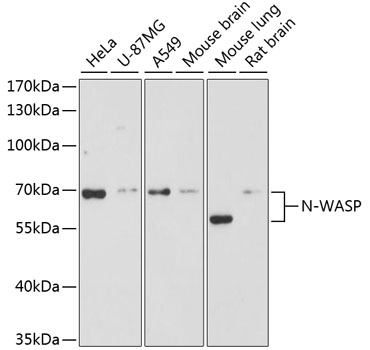 N-WASP Polyclonal Antibody (E-AB-60745)