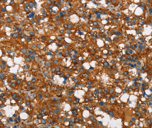 COX5A Polyclonal Antibody (E-AB-16248)