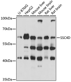 SSC4D Polyclonal Antibody (E-AB-91373)