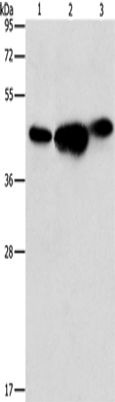 ARFGAP1 Polyclonal Antibody (E-AB-10825)