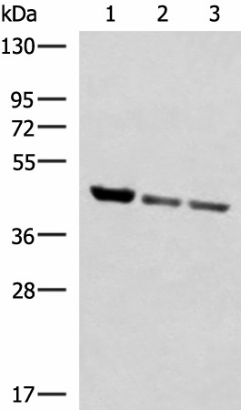 SCCPDH Polyclonal Antibody (E-AB-19034)